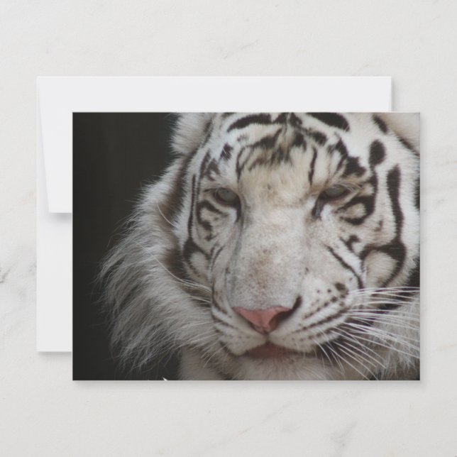 Invitación a los tigres blancos (Anverso)