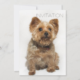 Invitación a Perro Cuto