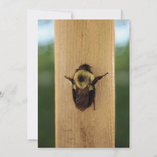 Invitación Abeja-zilla (Anverso)