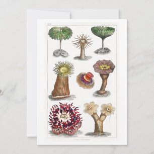 Invitación Actiniae vintage, ciencia, ernst haeckel, biología