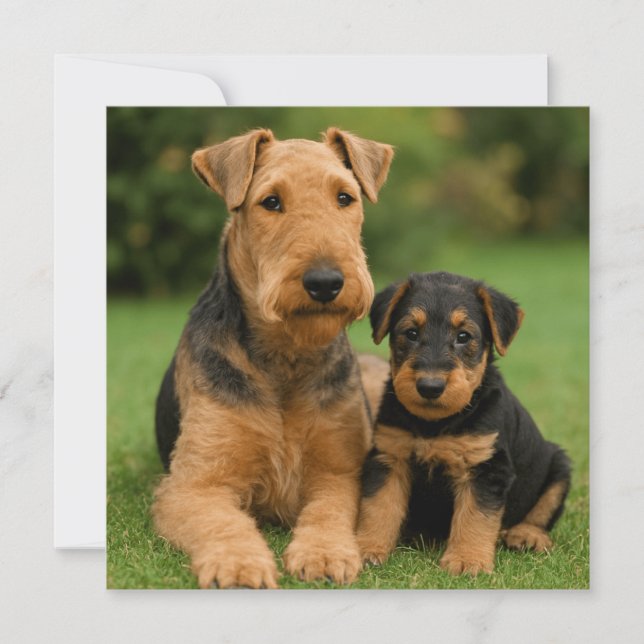 Invitación Airedale Terrier Con Cachorro (Anverso)