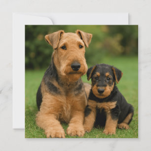 Invitación Airedale Terrier Con Cachorro