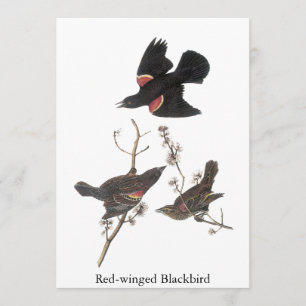 Invitación Ajariz negra de ala roja, John Audubon