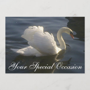 Invitación al cisne blanco