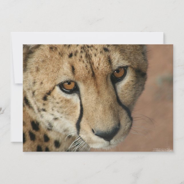 Invitación al gato Chita (Anverso)