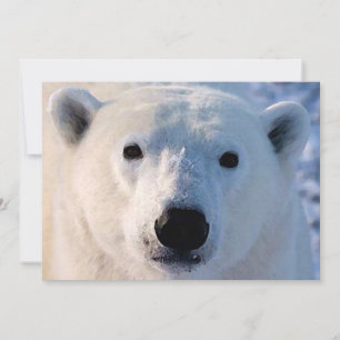Invitación al oso polar