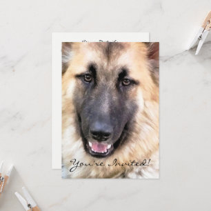 INVITACIÓN ALEMÁN SHEPHERD DOG