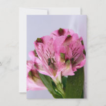 Alstroemeria rosa-4