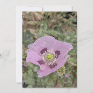 Invitación Amapola suave rosa en flor con abeja