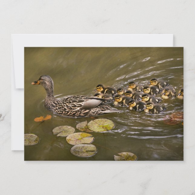 Invitación Animal - Ducks - Swim like a duck (Anverso)