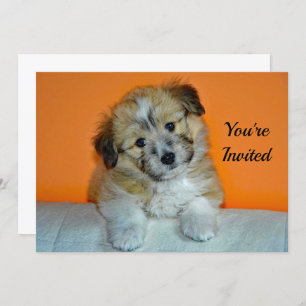 Invitación Aniversario de la foto de una cachorro de una esta