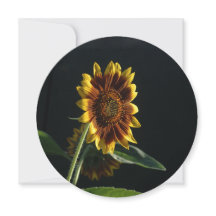 Aquí Viene El Girasol.