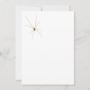 Invitación Araña