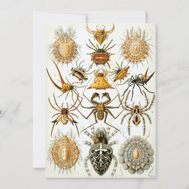 Invitación Arañas (Anverso)