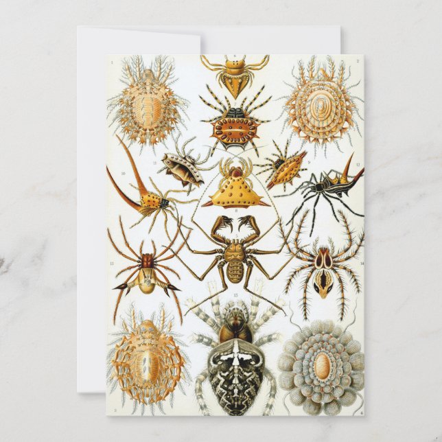 Invitación Arañas o arácnidos de Ernst Haeckel (Anverso)