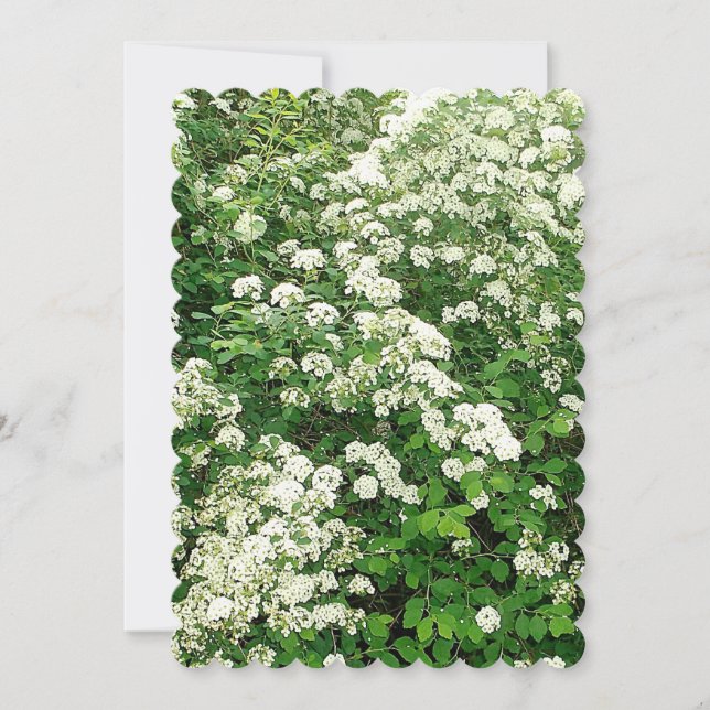 Invitación Arbusto de flores Spirea (Anverso)