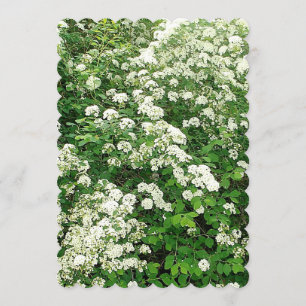 Invitación Arbusto de flores Spirea