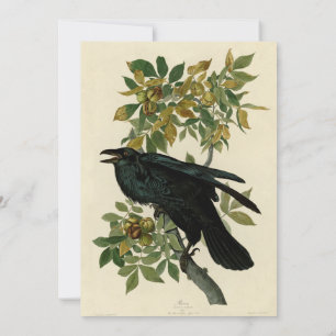 Invitación Arte clásico Audubon Raven