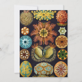 Invitación Ascidiae por Ernst Haeckel, Animales Marinos Antig