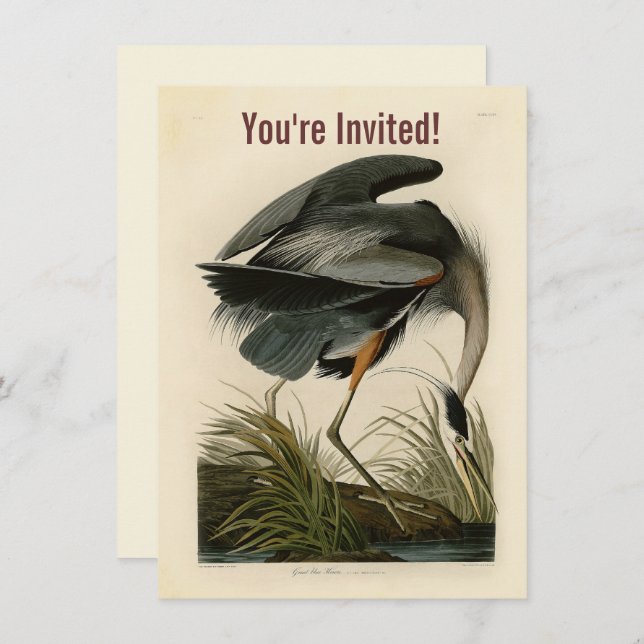 Invitación Audubon Great Blue Heron Marsh Bird (Anverso / Reverso)