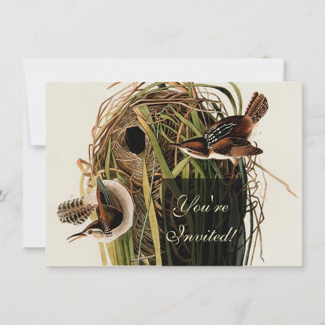 Invitación Audubon Marsh Wren Bird Art (Anverso)