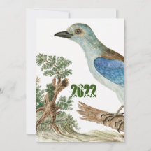 Aves azules de roller europeo