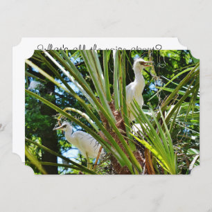 Invitación Aves bebé