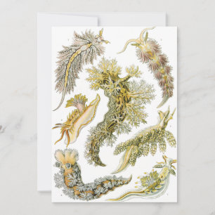 Invitación Babosas marinas de Ernst Haeckel, Nudibranchia vin