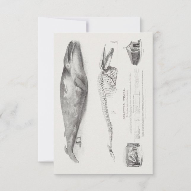 Invitación Ballena de Groenlandia, ballena azul, de George Jo (Anverso)