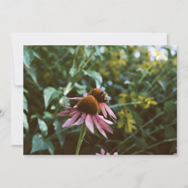 Invitación Bee & Coneflower Photo Reprint (Anverso)