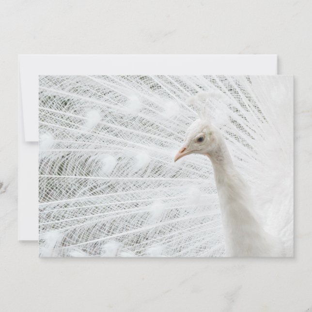Invitación Bellas plumas de pavo real blanco (Anverso)