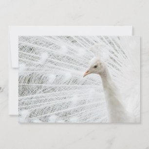 Invitación Bellas plumas de pavo real blanco