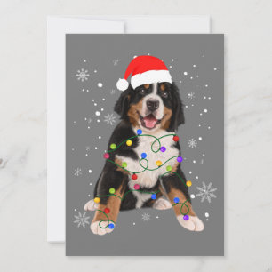 Invitación Bernese Mountain Dog ilumina a Navidades coincidie