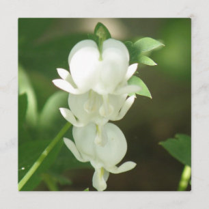 Invitación blanca del corazón sangrante