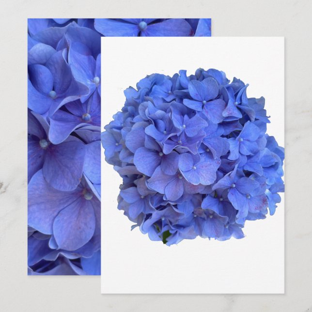 Invitación Blue periwinkle elegantes hortensias florales (Anverso / Reverso)