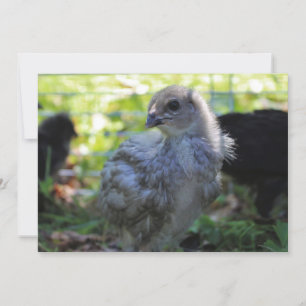 Invitación Bluebell