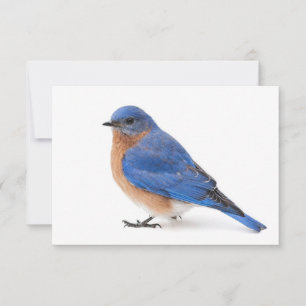 Invitación Bluebird