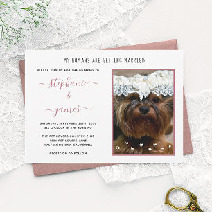 Invitación Boda de Humanos Foto de Mascota Rosa Dorado Boda