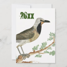 Bokmakierie | Animación de pájaro Abuela de Jigsaw