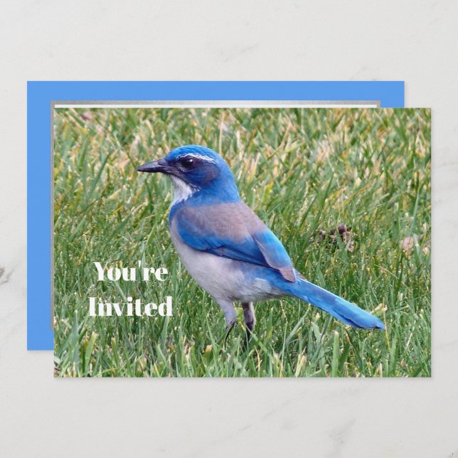 Invitación Bonito Blue Scrub Jay Bird Photo Birday (Anverso / Reverso)