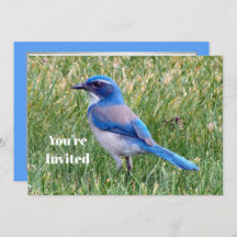 Bonito Blue Scrub Jay Bird Photo Birday