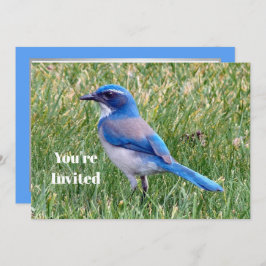 Invitación Bonito Blue Scrub Jay Bird Photo Birday