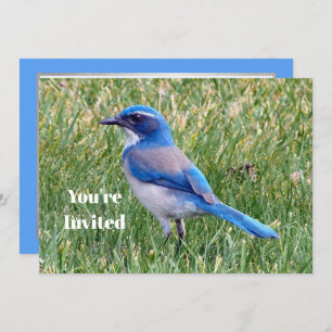 Invitación Bonito Blue Scrub Jay Bird Photo Birday