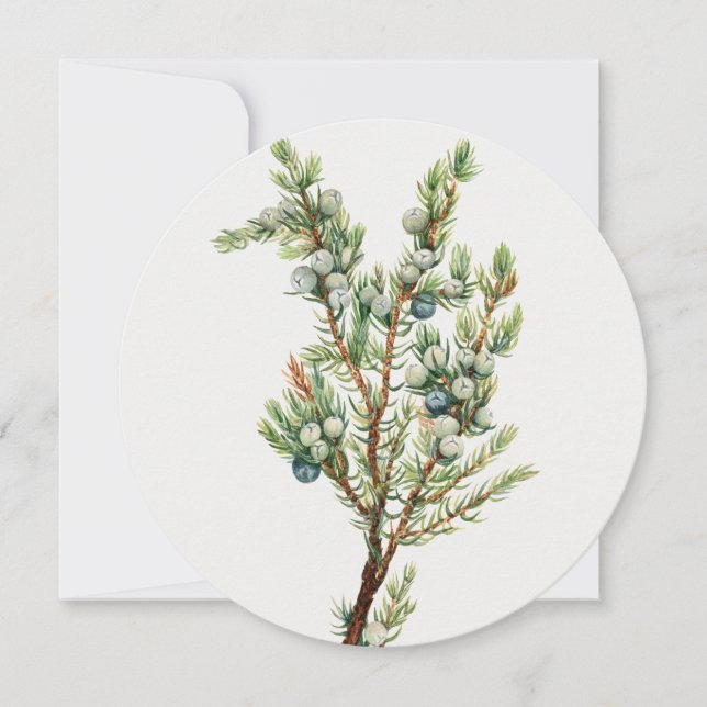 Invitación Botánico vintage simple de montaña Juniper (Anverso)