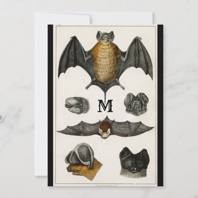 Invitación Botón de Ilustracion de regalo de murciélagos pers (Anverso)