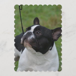 Invitación Bulldog francés blanco y negro