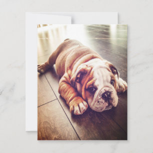 Invitación Bulldog Inglés Ligero Perro Foto de perro