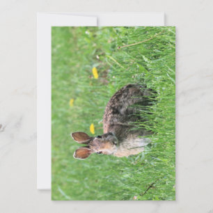 Invitación Bunny