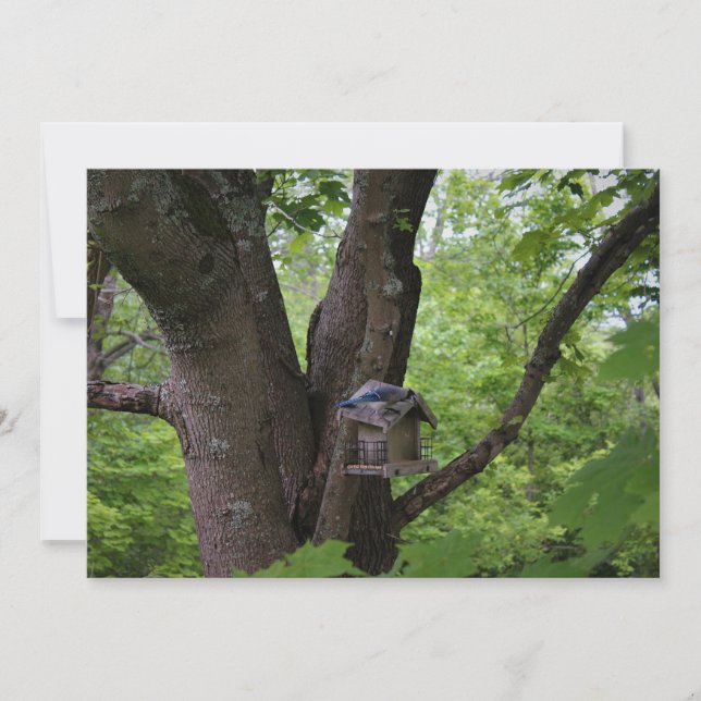 Invitación Buscando una cometa para comer (Anverso)