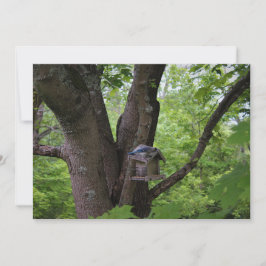 Invitación Buscando una cometa para comer